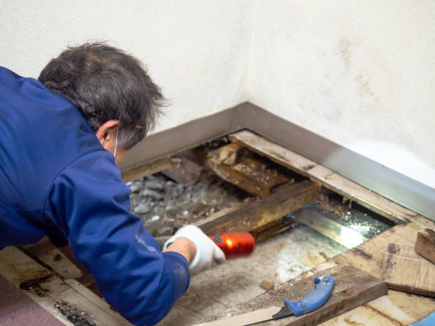Professional Mold Remediation in Lake Wynonah, PA