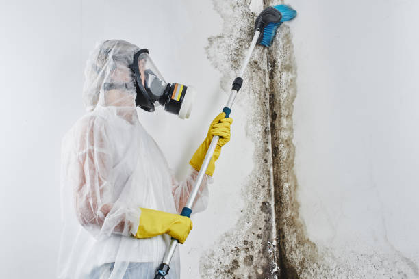 Best Attic Mold Remediation in Lake Wynonah, PA