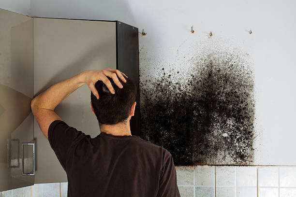 Best White Mold Remediation in Lake Wynonah, PA