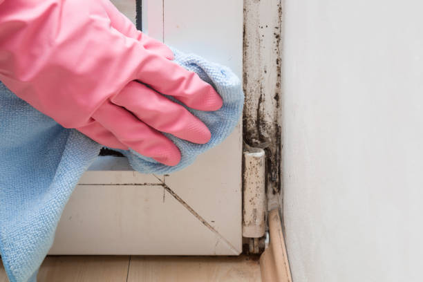 Best Localized Mold Remediation (e.g., coastal areas, humid climates) in Lake Wynonah, PA